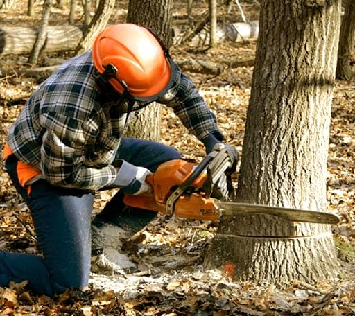 Tree Removal in Harrison, MI